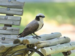 Eurocephalus anguitimens