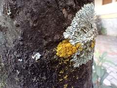 Lecanoromycetes