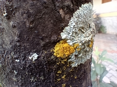 Lecanoromycetes