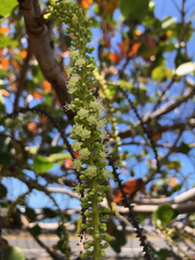 Coccoloba uvifera