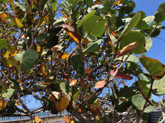 Coccoloba uvifera