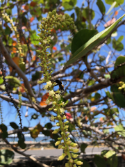 Coccoloba uvifera