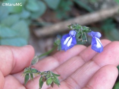 Salvia prunelloides