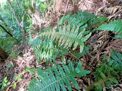 Cranfillia deltoides