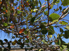 Coccoloba uvifera
