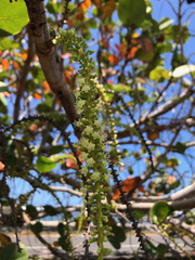 Coccoloba uvifera