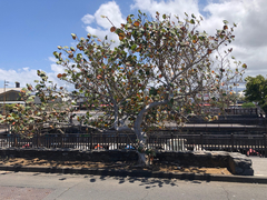 Coccoloba uvifera
