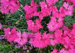 Dianthus plumarius