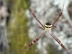 Argiope versicolor