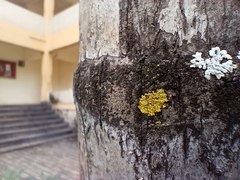 Lecanoromycetes
