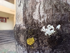 Lecanoromycetes