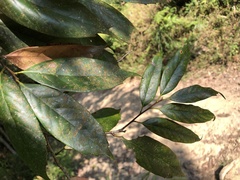 Castanopsis kawakamii