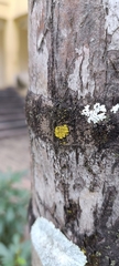 Lecanoromycetes