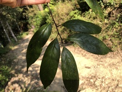 Castanopsis kawakamii