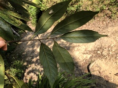 Castanopsis kawakamii