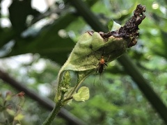 Coquillettidia xanthogaster