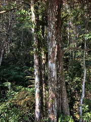 Castanopsis kawakamii