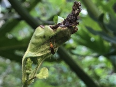Coquillettidia xanthogaster