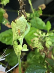 Coquillettidia xanthogaster