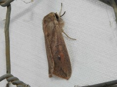 Mythimna