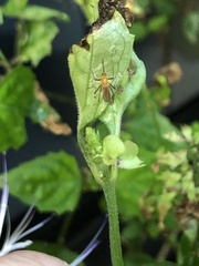 Coquillettidia xanthogaster