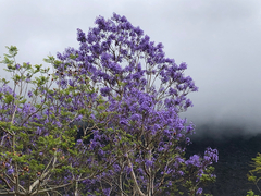 Jacaranda