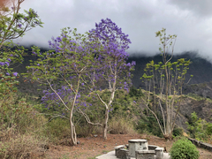 Jacaranda