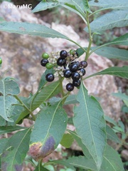 Solanum aligerum
