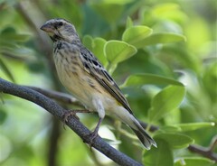 Crithagra atrogularis