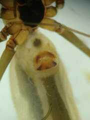 Pholcus gracillimus