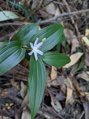 Tripladenia cunninghamii