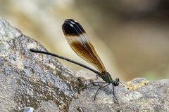 Psolodesmus mandarinus mandarinus