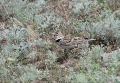 Melanocorypha calandra