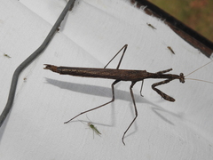 Coenomantis kraussiana