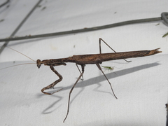 Coenomantis kraussiana