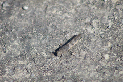 Lactista gibbosus