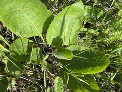 Klasea lycopifolia