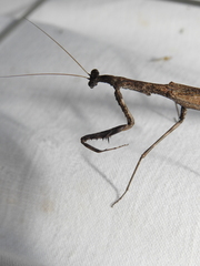 Coenomantis kraussiana