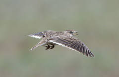 Melanocorypha calandra