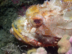 Scorpaena jacksoniensis