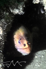 Gymnothorax prasinus