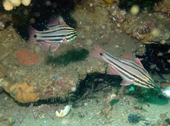 Ostorhinchus limenus