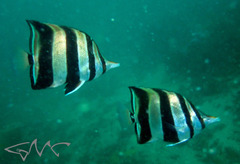 Chelmonops truncatus