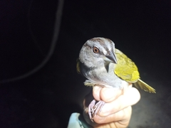 Arremonops chloronotus