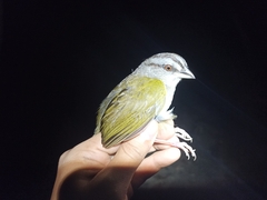 Arremonops chloronotus