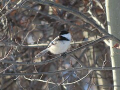 Poecile atricapillus