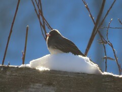 Junco hyemalis