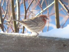 Haemorhous mexicanus