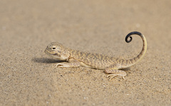 Phrynocephalus mystaceus