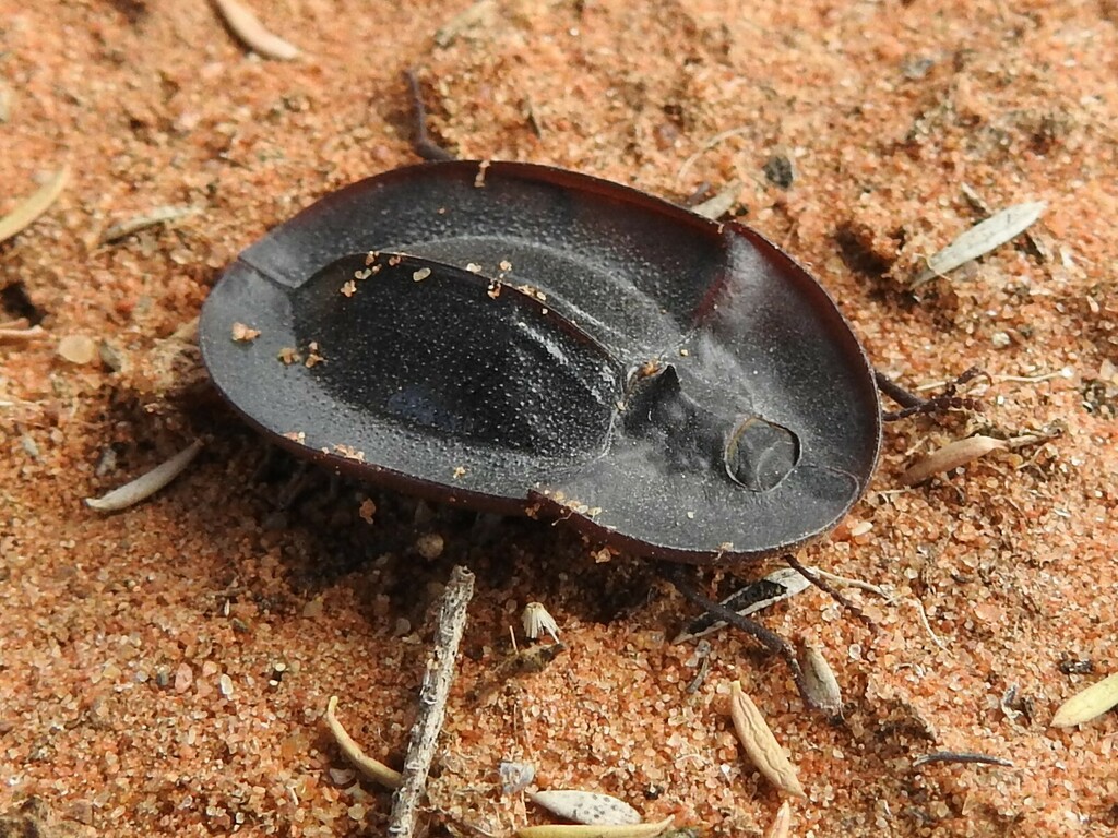 Piedish Beetles from Neds Corner VIC 3496, Australia on December 15
